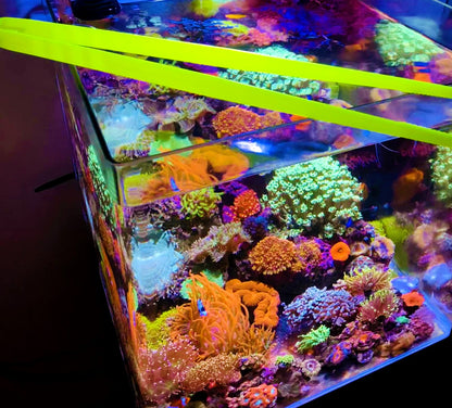 Pinza per Acquario e Coralli X-Tweezer