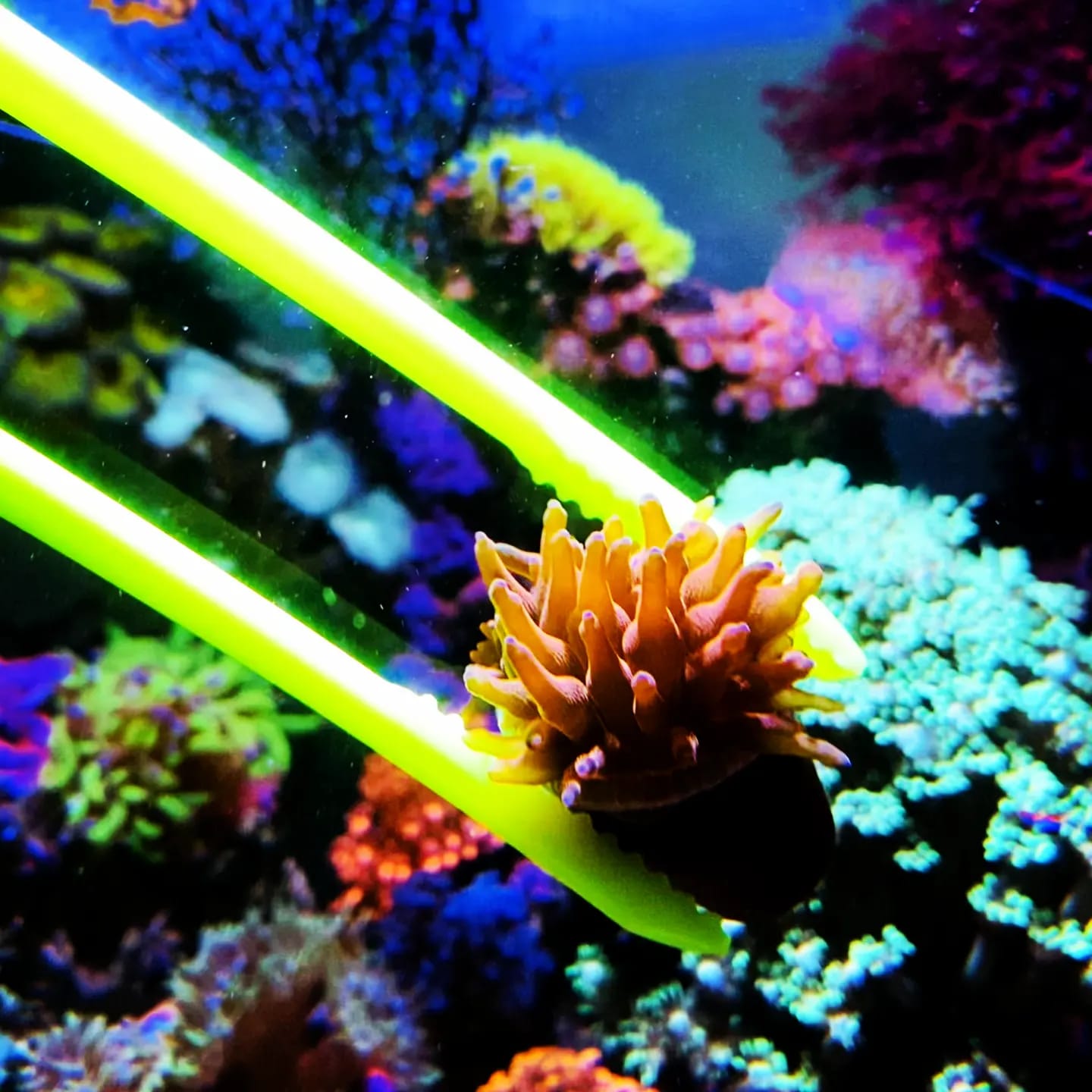 Pinza per Acquario e Coralli X-Tweezer